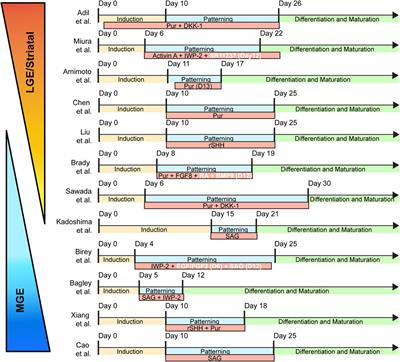 Cell type specification and diversity in subpallial organoids